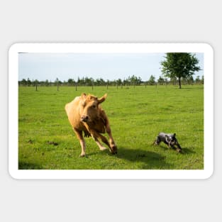 Dog herding cattle Sticker